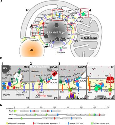 Annexins Bridging the Gap: Novel Roles in Membrane Contact Site Formation